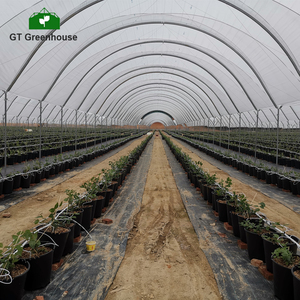 Good Quality <strong>Poly</strong> Tunnel Green House Low Cost Hot Sale Polytunnel Berry <strong>Greenhouse</strong> - Product Image 3
