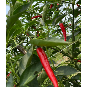 พริกสดราคาสมเหตุสมผลผลิตภัณฑ์สมุนไพรพริกแช่แข็งบริการหลังการขายทางการเกษตรจากผู้ผลิตเวียดนาม - Product Image 5