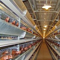 Vente Flash : Cages à Poulets Automatiques de Type H pour Élevage en Batterie |   Équipement avicole en acier galvanisé à longue durée de vie