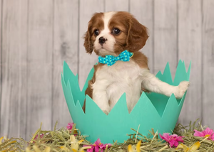 NIBAO Schattige Verstelbare Comfortabele Hondenstropdas met Gemakkelijke Klikgesp - Product Image 5