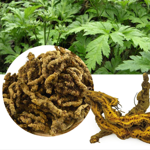 1025 Huang Lian <span class=keywords><strong>erbe</strong></span> cinesi gusto <span class=keywords><strong>amaro</strong></span> Coptis Chinensis radici di rizoma Coptidis radici per la vendita - Product Image 2