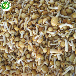 Seta cultivada estándar europea Nameko fresca entera IQF procesada y sazonada fuente saludable <span class=keywords><strong>Comprar</strong></span> ahora - Product Image 5