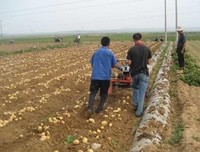 Machine de récolte de pommes de terre à haute efficacité, machine agricole pour la récolte de gingembre, d'oignons, d'ail et de pommes de terre, machine à creuser à vendre