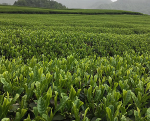 <span class=keywords><strong>Matcha</strong></span> vert de bonne qualité, <span class=keywords><strong>matcha</strong></span> sucré avec sucre ajouté - Product Image 5