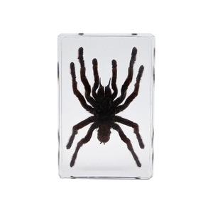 Espécimen de resina transparente Arañas de resina Artesanía para niños Insectos Taxidermia Araña Kits de especímenes conservados integrados - Product Image 1