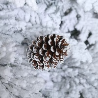 Sapin de Noël artificiel en cèdre de luxe de grande taille, de haute qualité, avec 500 à 1000 lumières LED claires/blanches, fonctionnant sur piles, pour usage intérieur