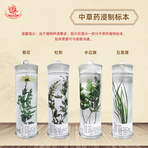 El herbario exhibe especímenes medicinales chinos que son fáciles de observar e identificar, incluyendo especímenes preservados y crudos. - Product Image 2