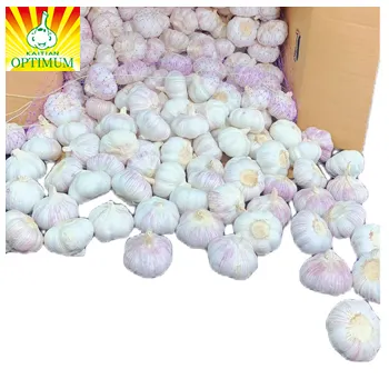 Wholesale price Chinese normal white garlic and pure white garlic excellent supplier to export
