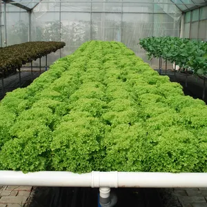 Multi-layer PVC lettuce hydroponics growing system