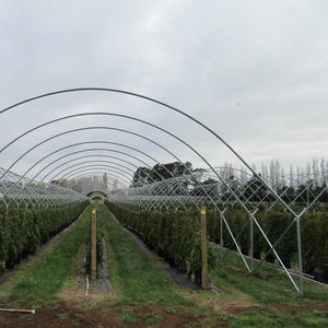 In Inflatable Blueberry <strong>Greenhouse</strong> with <strong>Etfe</strong> <strong>Greenhouse</strong> Film - Product Image 2