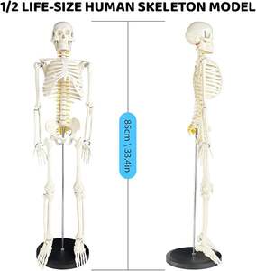 85Cm Wit Menselijk Bot Medisch Anatomiemodel Voor Wetenschap & Geneeskunde Onderwijs Voor Verpleegstersopleiding & Scholen - Product Image 2