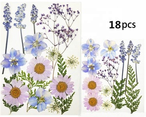 <span class=keywords><strong>M030</strong></span> Lote de Flores Prensadas para Decoración de Bodas, Set Mixto de Flores Secas Prensadas para Manualidades, Collares, Fundas de iPhone, Adhesivos de Flores Prensadas - Product Image 6