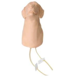 Gelsonlab HSBM-535 model infusi dan koleksi darah urat gula anjing - Product Image 1