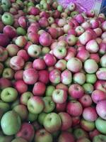 Groothandel verse Fuji appels, zoet, knapperig, vers fruit, premium kwaliteit, boerderijvers, bulk export leverancier