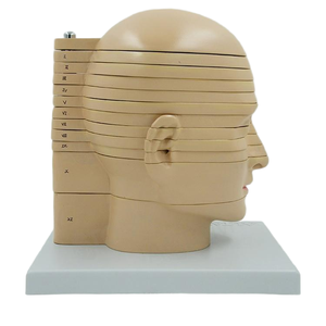 Medizinisches Lehr modell <span class=keywords><strong>Human</strong></span> Skull Cross-Sectional Tomography Model für die Neuro anatomie ausbildung - Product Image 4