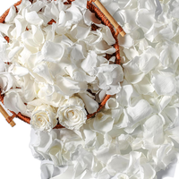 Pétales de rose préservés faits à la main de haute qualité, blanc neige, 100% naturels, écologiques, confettis de fleurs séchées, pour la Saint-Valentin