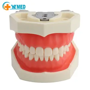 हटाने योग्य 28/32 पर अध्ययन प्लास्टिक मानव दंत चिकित्सा शिक्षण के लिए व्यावहारिक कृत्रिम दांतों मॉडल