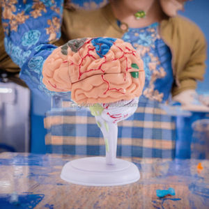 Modelo de Anatomía Humana en PVC 4D, Estructura del Cerebro, Ciencia Médica, Hospital - Product Image 3