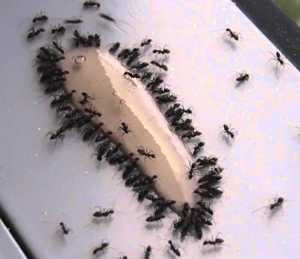 <span class=keywords><strong>Gel</strong></span> appât anti-cafards 10g - Product Image 5