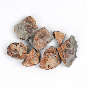 High - Quality Orientospirifer <strong>Fossils</strong> for Sale | Devonian Era Brachiopod Specimens - Product Image 1