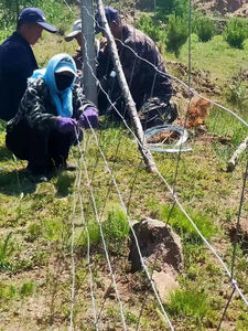 Clôture de ferme galvanisée à chaud pour chevaux, moutons et bovins, hauteur <span class=keywords><strong>1</strong></span>/<span class=keywords><strong>1</strong></span>,2/<span class=keywords><strong>1</strong></span>,5/<span class=keywords><strong>1</strong></span>,8 <span class=keywords><strong>m</strong></span>, fabriquée en Chine - Product Image 3