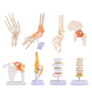 Modèle articulaire humain Medeasy J403 (Genou/Épaule/Coude/Main/Pied et colonne lombaire) pour l'enseignement de l'anatomie - Product Image 2