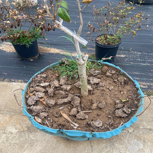 Dây giỏ cây trồng vườn ươm gốc Bóng lưới cho cây nursiries - Product Image 5