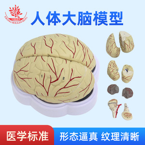 Modèle anatomique du cerveau humain, modèle d'artère cérébrale, modèle de structure cérébrale, modèle de cerveau, modèle de vaisseaux sanguins cérébraux - Product Image 5