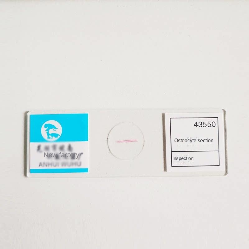 43550 tranches de cellules osseuses