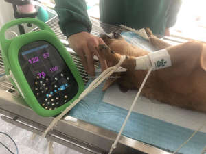 Sistem Monitor dokter hewan peliharaan, tanda Vital tekanan darah 5 inci layar sentuh Monitor jantung Monitor pasien - Product Image 2