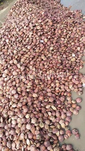 ช้อนหอยเชลล์อบแห้งชั้นเยี่ยมของจีนเพื่อเพิ่มรสชาติน้ำซุป - Product Image 6