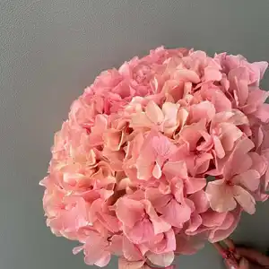 Flores de hortensia de hoja grande preservadas de tacto real para decoración de bodas