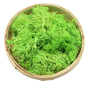 <span class=keywords><strong>Mousse</strong></span> <span class=keywords><strong>de</strong></span> renne préservée multicolore, <span class=keywords><strong>mousse</strong></span> naturelle séchée pour décoration murale, terrarium, artisanat, vente en gros - Product Image 4