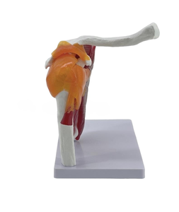Modelo Funcional de Articulación del Hombro Derecho <span class=keywords><strong>Humano</strong></span> a Tamaño Real, Muestra los Músculos del Manguito Rotador, Ligamentos <span class=keywords><strong>y</strong></span> Tendones para la Educación Médica - Product Image 3
