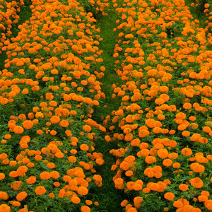 ملون طعام مستخلص من زهرة القطيفة، مسحوق اللوتين والزياكسانثين بتركيزات 5٪ و10٪ و20٪ و50٪ و80٪ - Product Image 6