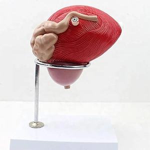 Agrandir 3X Système génito-urinaire Modèle anatomique de la <span class=keywords><strong>prostate</strong></span> de la vessie masculine - Product Image 6