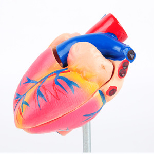 Modèle d'anatomie cardiaque avec étiquettes numériques J33208, modèle d'enseignement de l'anatomie cardiaque humaine naturelle à l'échelle 1:1 - Product Image 3