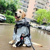 Imperméable tactique léger et lavable pour chien, à quatre pattes, entièrement couvrant, avec bords réfléchissants, en polyester, idéal pour l'été – Spécial Golden Retriever