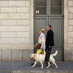 Arnés de Asistencia para Perros XL, Ayuda para Caminar con Discapacidad en las Patas Traseras, Arnés de Asistencia para Caminar Postoperatorio - Product Image 6