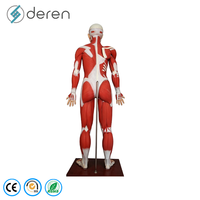 Maniquí de 170 cm de Tamaño Real del Sistema Muscular Humano, Modelo de Órganos Internos, 27 Partes, Figura Anatómica Muscular de Silicona Suave, Uso Médico
