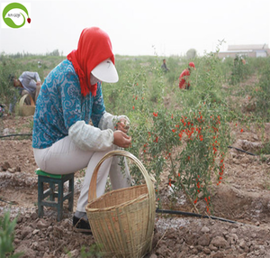 Оптовая продажа, сушеные фрукты, Годжи, китайская Волчья ягода, Годжи, красные ягоды Годжи - Product Image 4