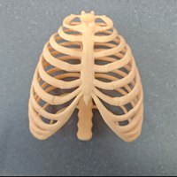 Modelo de Caja Torácica Móvil, Esqueleto de Torso Humano, Adorno Decorativo de Caja Torácica Suave, Accesorio de Exhibición, Disponible en Varios Tamaños y Colores