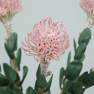 Ruilisi Artificial Pincushion Flower Set Silk White And Purple Wedding Home Decor 1005 D - Product Image 4