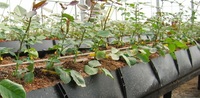 Gouttière de culture agricole en plastique hydroponique Système de cuvette de plantation Rouleau de culture de fraises PP