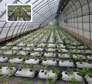 Poli siyah beyaz Hydroponics bitki dikme çantası domates büyüyen çanta hydroponic Soilless büyüyen çanta