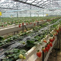 Filet hydroponique solution nutritive système nft ferme de champignons zip grow fraise planter NET tasses en verre couverture de serre