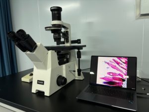 Microscopio de Contraste con Modulación Hoffman MF53-PMC para aplicaciones de asistencia reproductiva IVF - Product Image 5