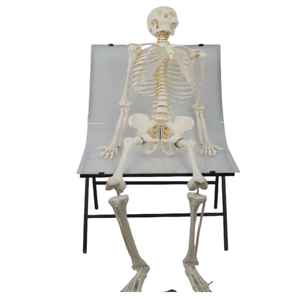 Modelo de Esqueleto <span class=keywords><strong>Humano</strong></span> Masculino de Tamaño Real de 176 cm con Nervio Espinal, Arteria Carótida, Base con Soporte, Modelo de Enseñanza de Anatomía Ósea Humana - Product Image 4