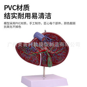 Modèles de foie du Département de Gastroentérologie, y compris des modèles anatomiques du foie, du hilum du foie et du foie lobulé. - Product Image 3