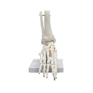 Modello anatomico dello scheletro del piede del PVC con la caviglia per <span class=keywords><strong>formazione</strong></span> ed <span class=keywords><strong>educazione</strong></span> <span class=keywords><strong>di</strong></span> scienza medica - Product Image 1